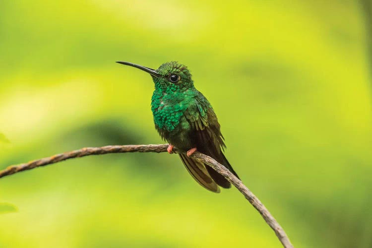 Costa Rica, Sarapique River Valley. Bronze-Tailed Plumeleteer On Limb.