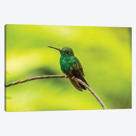 Costa Rica, Sarapique River Valley. Bronze-Tailed Plumeleteer On Limb. Canvas Print #JYG863} by Jaynes Gallery Canvas Art Print
