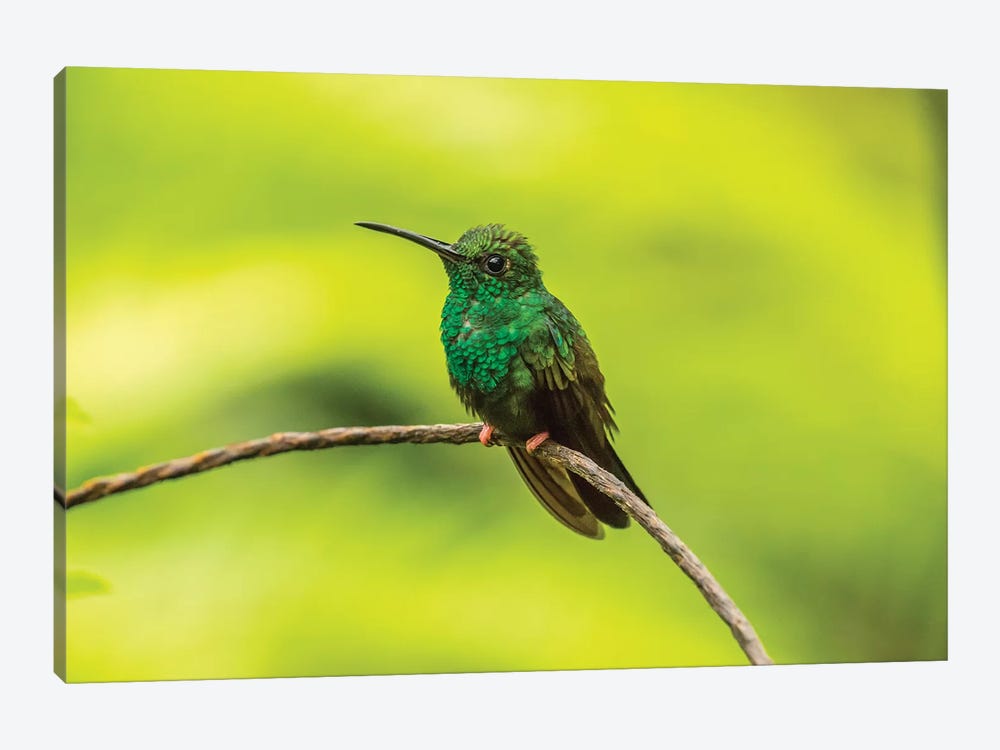 Costa Rica, Sarapique River Valley. Bronze-Tailed Plumeleteer On Limb. by Jaynes Gallery 1-piece Canvas Artwork