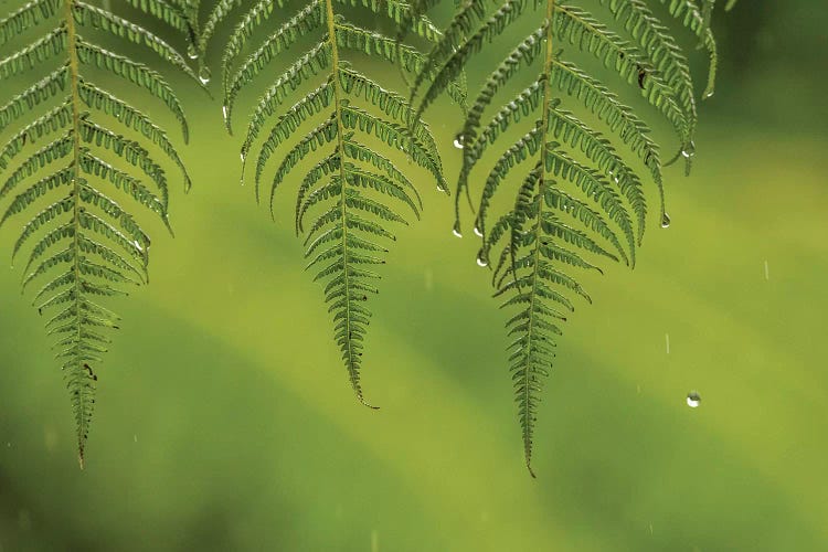 Costa Rica, Sarapique River Valley. Fern In Rain.