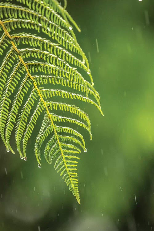 Costa Rica, Sarapique River Valley. Fern In Rain.