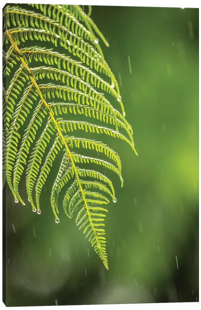 Costa Rica, Sarapique River Valley. Fern In Rain. Canvas Art Print - Costa Rica Art