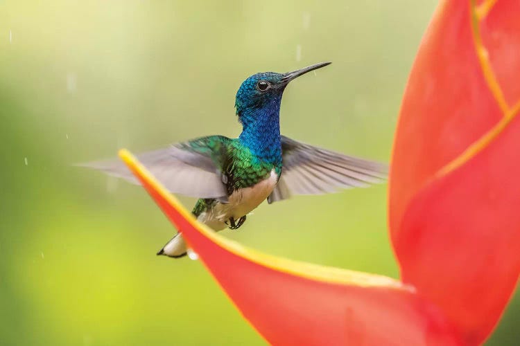 Costa Rica, Sarapique River Valley. Male White-Necked Jacobin Feeding On Heliconia.