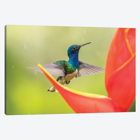 Costa Rica, Sarapique River Valley. Male White-Necked Jacobin Feeding On Heliconia. Canvas Print #JYG866} by Jaynes Gallery Canvas Wall Art