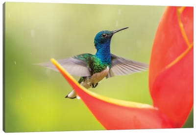 Costa Rica, Sarapique River Valley. Male White-Necked Jacobin Feeding On Heliconia. Canvas Art Print