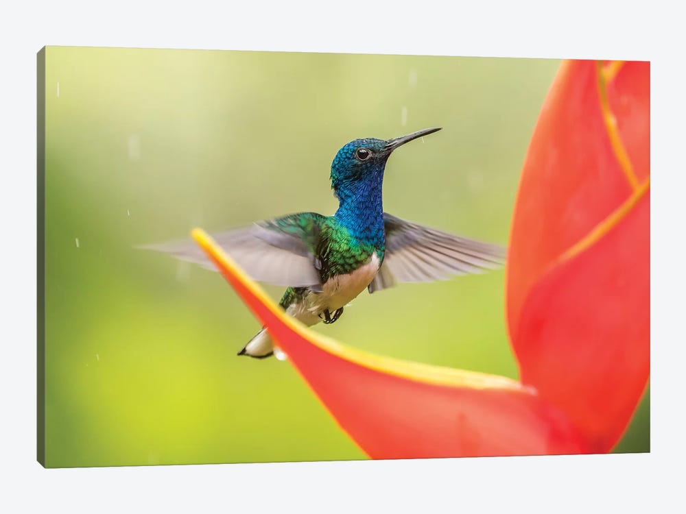 Costa Rica, Sarapique River Valley. Male White-Necked Jacobin Feeding On Heliconia. by Jaynes Gallery 1-piece Art Print