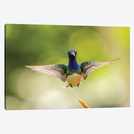 Costa Rica, Sarapique River Valley. Male White-Necked Jacobin Flying. Canvas Print #JYG867} by Jaynes Gallery Canvas Art