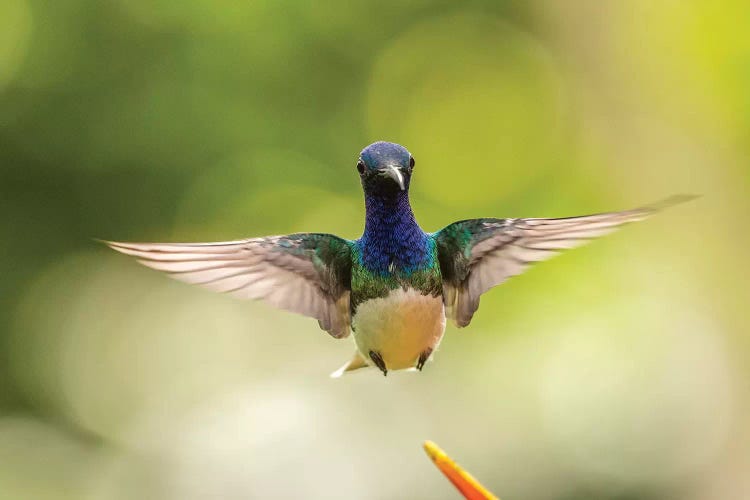 Costa Rica, Sarapique River Valley. Male White-Necked Jacobin Flying.