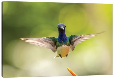 Costa Rica, Sarapique River Valley. Male White-Necked Jacobin Flying. Canvas Art Print - Central America