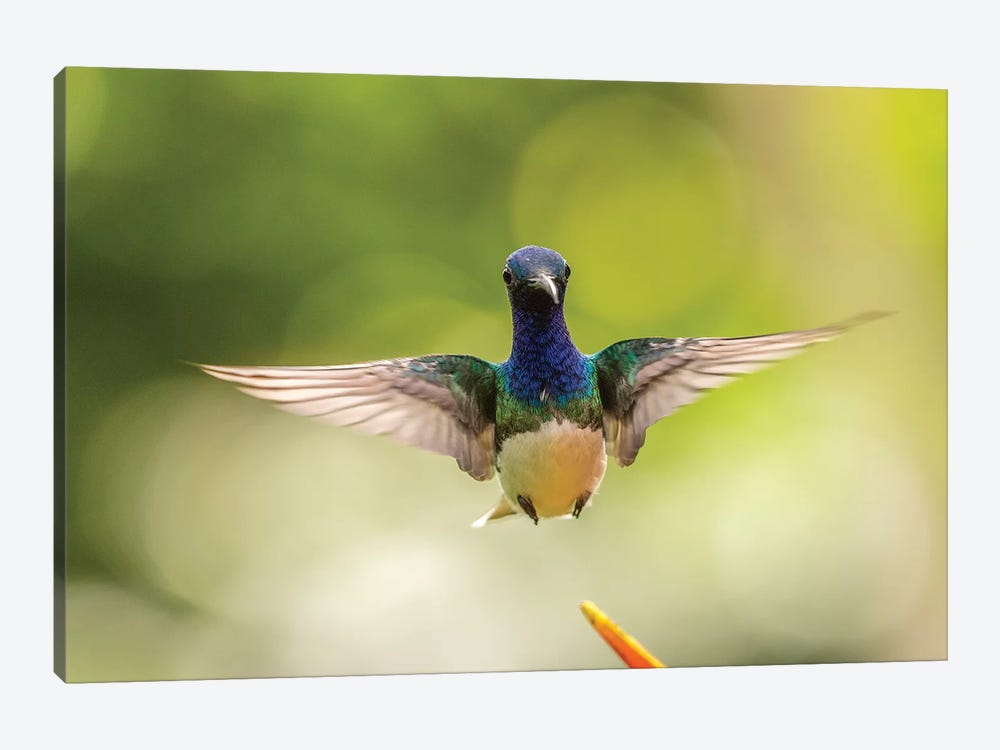 Costa Rica, Sarapique River Valley. Male White-Necked Jacobin Flying. by Jaynes Gallery 1-piece Canvas Wall Art