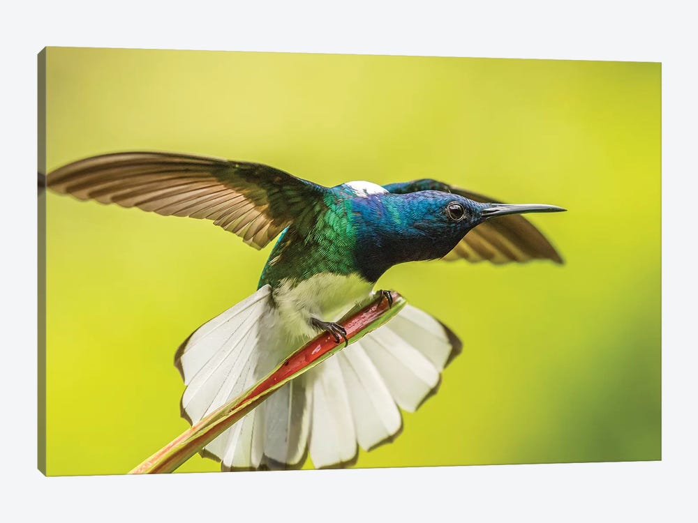 Costa Rica, Sarapique River Valley. Male White-Necked Jacobin With Wing Stretch. by Jaynes Gallery 1-piece Art Print