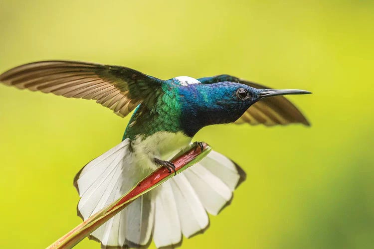 Costa Rica, Sarapique River Valley. Male White-Necked Jacobin With Wing Stretch.