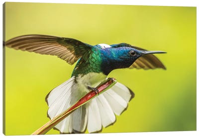 Costa Rica, Sarapique River Valley. Male White-Necked Jacobin With Wing Stretch. Canvas Art Print - Central America