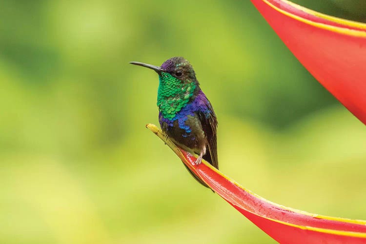 Costa Rica, Sarapique River Valley. Purple-Crowned Woodnymph On Heliconia Plant.