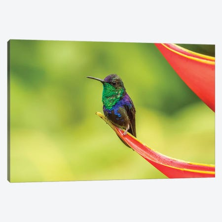 Costa Rica, Sarapique River Valley. Purple-Crowned Woodnymph On Heliconia Plant. Canvas Print #JYG869} by Jaynes Gallery Canvas Art Print