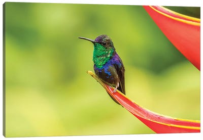 Costa Rica, Sarapique River Valley. Purple-Crowned Woodnymph On Heliconia Plant. Canvas Art Print - Costa Rica Art