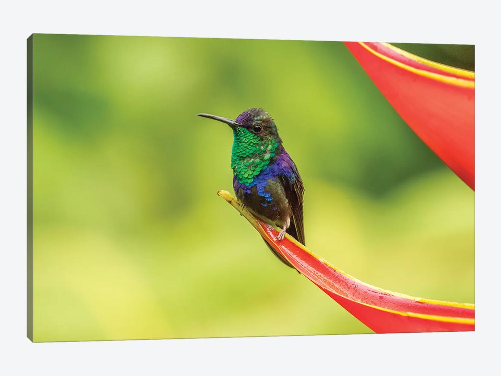 Costa Rica, Sarapique River Valley. Purple-Crowned Woodnymph On Heliconia Plant. by Jaynes Gallery 1-piece Canvas Art