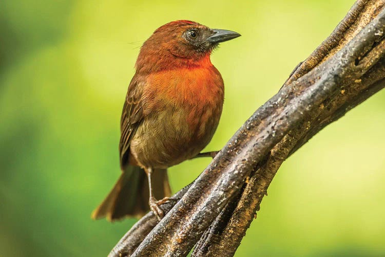 Costa Rica, Sarapique River Valley. Red-Throated Ant Tanager Bird On Tree.