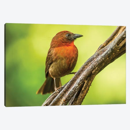 Costa Rica, Sarapique River Valley. Red-Throated Ant Tanager Bird On Tree. Canvas Print #JYG870} by Jaynes Gallery Canvas Artwork
