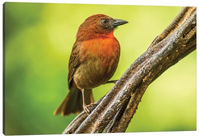 Costa Rica, Sarapique River Valley. Red-Throated Ant Tanager Bird On Tree. Canvas Art Print