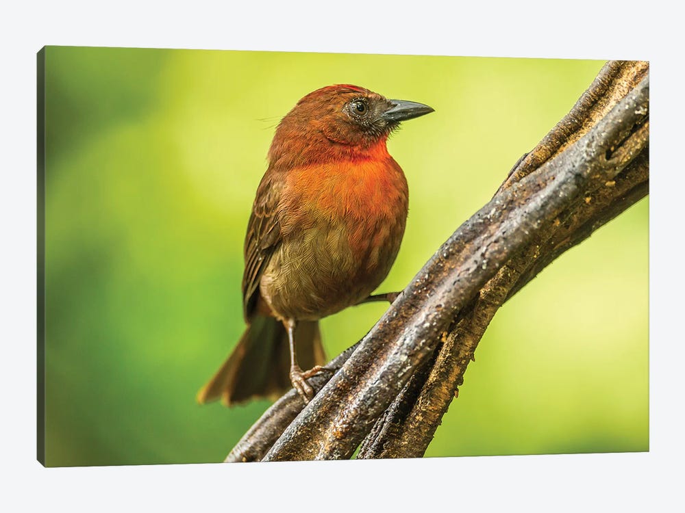Costa Rica, Sarapique River Valley. Red-Throated Ant Tanager Bird On Tree. by Jaynes Gallery 1-piece Canvas Wall Art