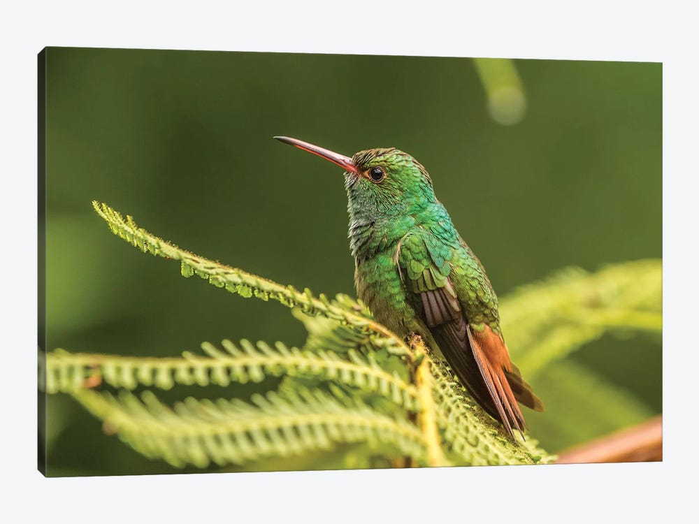 Costa Rica, Sarapique River Valley. Rufous-Tailed Hummingbird On Fern. by Jaynes Gallery 1-piece Canvas Art Print
