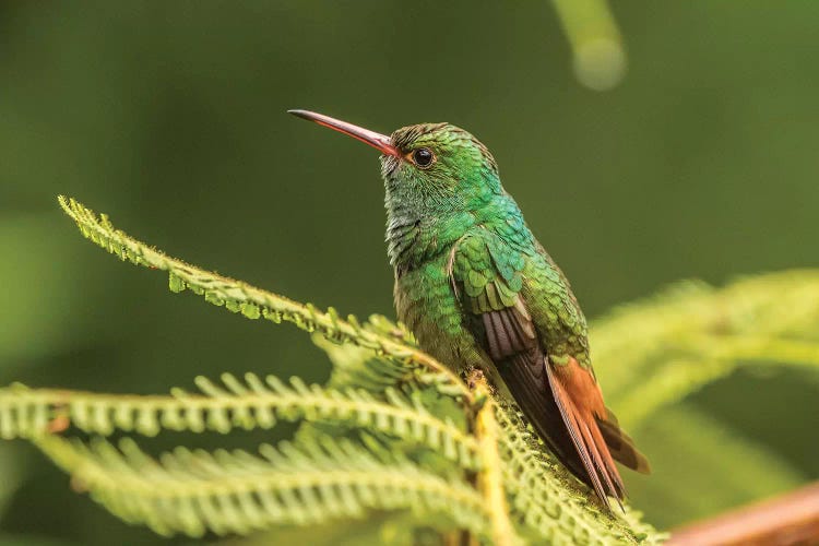 Costa Rica, Sarapique River Valley. Rufous-Tailed Hummingbird On Fern.