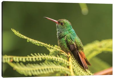 Costa Rica, Sarapique River Valley. Rufous-Tailed Hummingbird On Fern. Canvas Art Print - Costa Rica Art