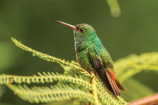 Central America: Costa Rica, Sarapique River Valley. Rufous-Tailed Hummingbird On Fern. by Jaynes Gallery