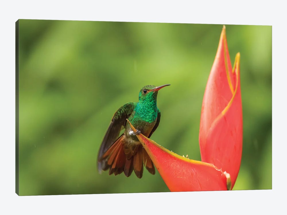 Costa Rica, Sarapique River Valley. Rufous-Tailed Hummingbird On Heliconia Plant. by Jaynes Gallery 1-piece Canvas Wall Art