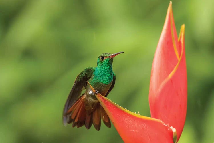 Costa Rica, Sarapique River Valley. Rufous-Tailed Hummingbird On Heliconia Plant.