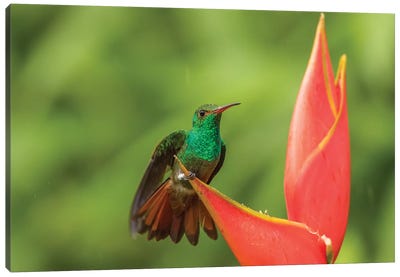 Costa Rica, Sarapique River Valley. Rufous-Tailed Hummingbird On Heliconia Plant. Canvas Art Print - Costa Rica Art
