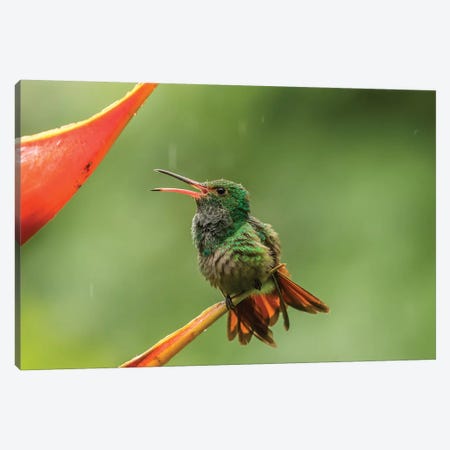 Costa Rica, Sarapique River Valley. Rufous-Tailed Hummingbird On Heliconia Plant. Canvas Print #JYG873} by Jaynes Gallery Canvas Art