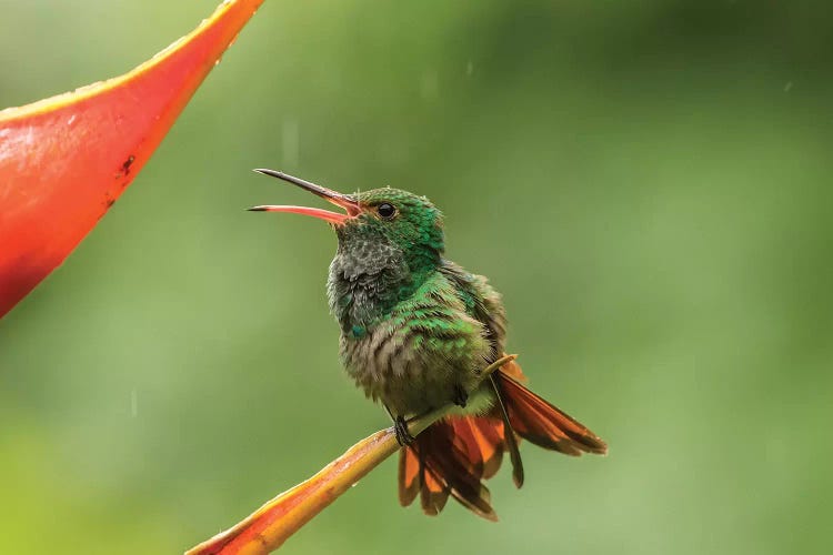 Costa Rica, Sarapique River Valley. Rufous-Tailed Hummingbird On Heliconia Plant.