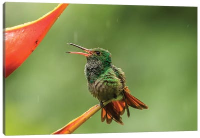 Costa Rica, Sarapique River Valley. Rufous-Tailed Hummingbird On Heliconia Plant. Canvas Art Print - Celery
