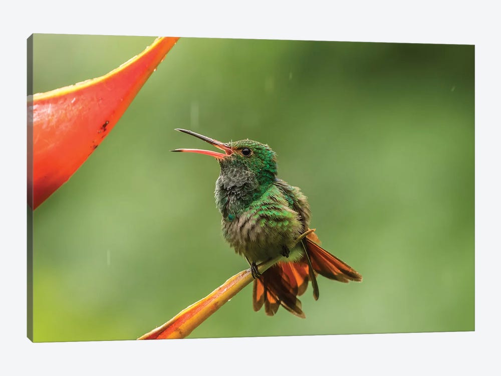 Costa Rica, Sarapique River Valley. Rufous-Tailed Hummingbird On Heliconia Plant. by Jaynes Gallery 1-piece Canvas Print