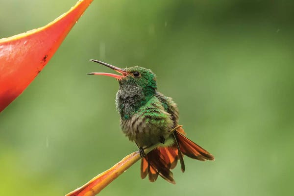 Central America: Costa Rica, Sarapique River Valley. Rufous-Tailed Hummingbird On Heliconia Plant. by Jaynes Gallery