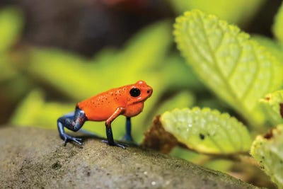 Costa Rica, Sarapique River Valley. Strawberry Poison Dart Frog On Plant. by Jaynes Gallery art print