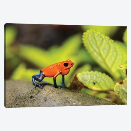 Costa Rica, Sarapique River Valley. Strawberry Poison Dart Frog On Plant. Canvas Print #JYG874} by Jaynes Gallery Canvas Print