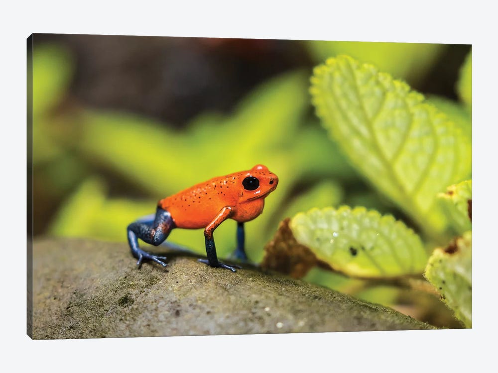 Costa Rica, Sarapique River Valley. Strawberry Poison Dart Frog On Plant. by Jaynes Gallery 1-piece Canvas Art