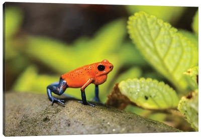 Costa Rica, Sarapique River Valley. Strawberry Poison Dart Frog On Plant. Canvas Art Print - Frog Art