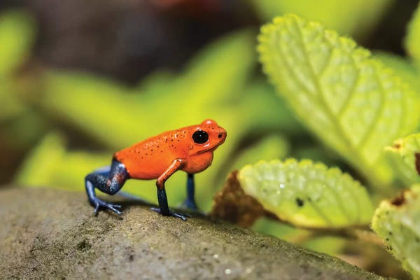 Frogs: Costa Rica, Sarapique River Valley. Strawberry Poison Dart Frog On Plant. by Jaynes Gallery