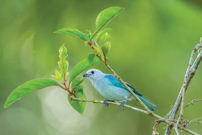 Costa Rica, Sarapiqui River Valley. Blue-Grey Tanager On Limb. by Jaynes Gallery art print