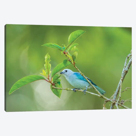 Costa Rica, Sarapiqui River Valley. Blue-Grey Tanager On Limb. Canvas Print #JYG875} by Jaynes Gallery Canvas Print