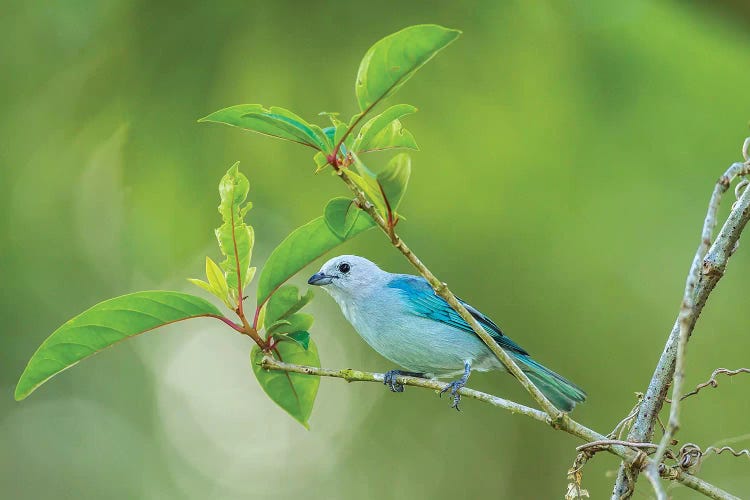 Costa Rica, Sarapiqui River Valley. Blue-Grey Tanager On Limb.