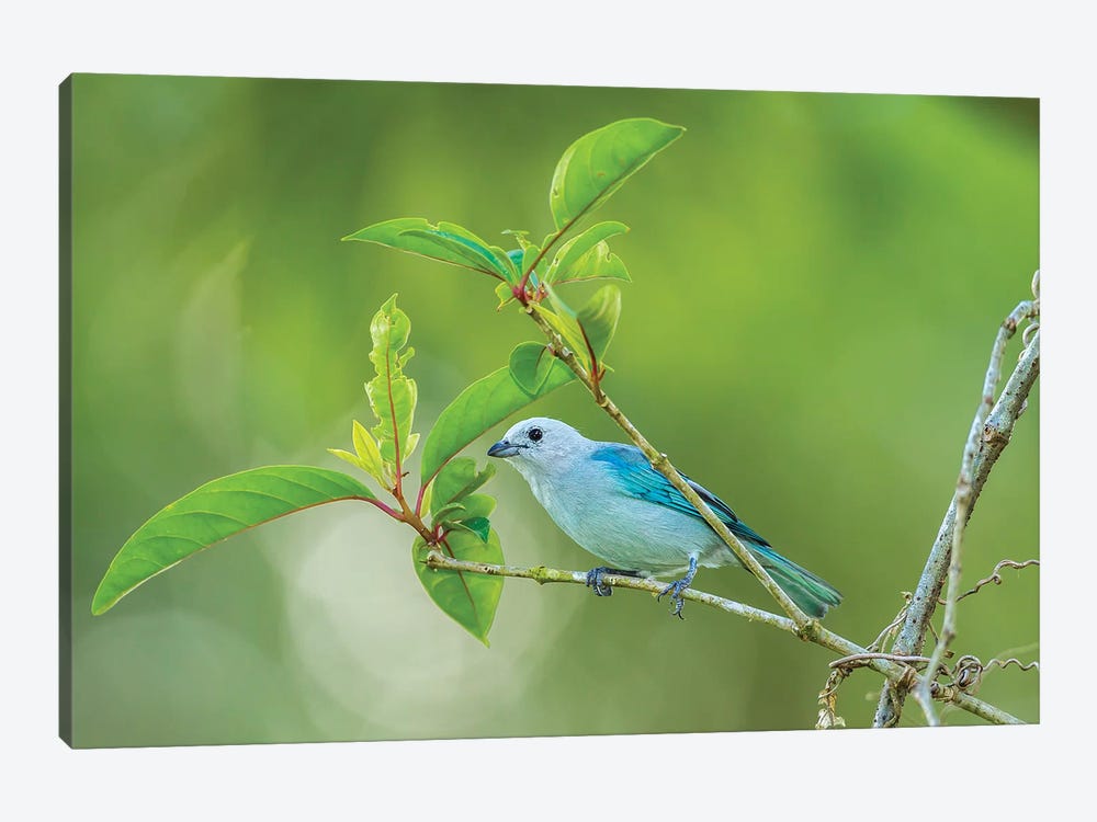 Costa Rica, Sarapiqui River Valley. Blue-Grey Tanager On Limb. by Jaynes Gallery 1-piece Canvas Art Print