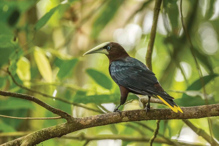 Costa Rica, Sarapiqui River Valley. Chestnut-Headed Oropendola Bird On Limb.