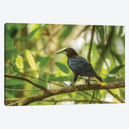 Costa Rica, Sarapiqui River Valley. Chestnut-Headed Oropendola Bird On Limb. Canvas Print #JYG876} by Jaynes Gallery Art Print