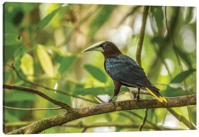 Costa Rica, Sarapiqui River Valley. Chestnut-Headed Oropendola Bird On Limb. Canvas Art Print - Central America