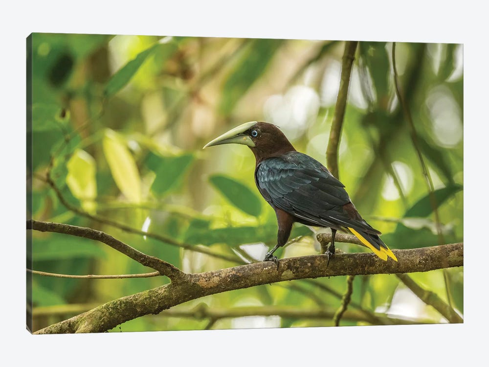 Costa Rica, Sarapiqui River Valley. Chestnut-Headed Oropendola Bird On Limb. by Jaynes Gallery 1-piece Canvas Artwork